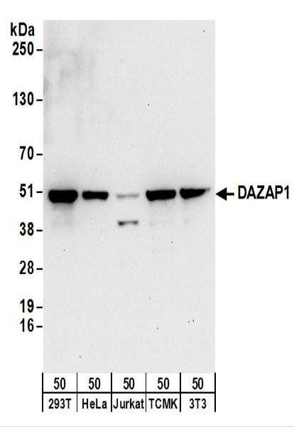 Detection of Human and Mouse DAZAP1 by Western Blot. Samples: Whole cell lysate (50 ug) from 293T, HeLa, Jurkat, mouse TCMK-1, and mouse NIH3T3 cells. Antibodies: Affinity purified rabbit anti-DAZAP1 antibody used for WB at 0.4 ug/ml. Detection: Chemiluminescence with an exposure time of 30 seconds.