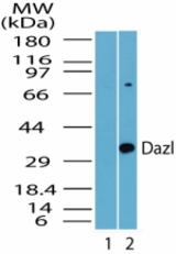 Western blot of DAZL in mouse testis lysate. Lane 1 shows pre-immune sera. Lane 2 shows antibody tested at 1:5000 on mouse testis lysate.
