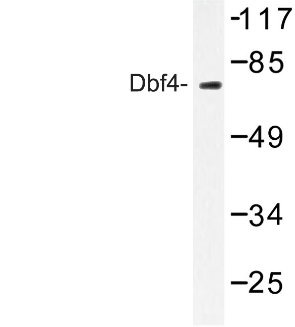 Western blot of Dbf4 (I18) pAb in extracts from NIH-3T3 treated with H2O2 100uM 30'.
