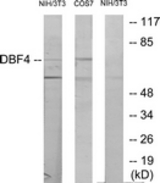 Western blot of extracts from NIH-3T3 cells, treated with H2O2 100 uM 30', COS7 treated with PMA 125 ng/ml 30', using DBF4 Antibody. The lane on the right is treated with the synthesized peptide.