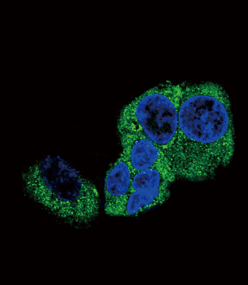 Confocal immunofluorescent of DBH Antibody (N-term P42) with HepG2 cell followed by Alexa Fluor 488-conjugated goat anti-rabbit lgG (green). DAPI was used to stain the cell nuclear (blue).