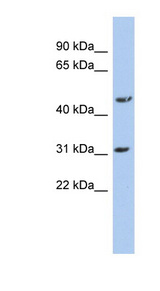DBT / E2 antibody LS-B4677 Western blot of HT1080 cell lysate.