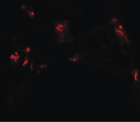 Immunofluorescence of DBX1 in human kidney tissue with DBX1 antibody at 20 ug/ml.