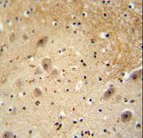 WDSOF1 antibody immunohistochemistry of formalin-fixed and paraffin-embedded human brain tissue followed by peroxidase-conjugated secondary antibody and DAB staining.
