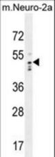WDSOF1 Antibody western blot of mouse Neuro-2a cell line lysates (35 ug/lane). The WDSOF1 antibody detected the WDSOF1 protein (arrow).