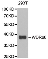 Western blot analysis of extracts of 293T cell line, using DCAF7 antibody.