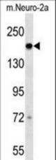 Mouse Dcc Antibody western blot of mouse Neuro-2a cell line lysates (35 ug/lane). The Dcc antibody detected the Dcc protein (arrow).
