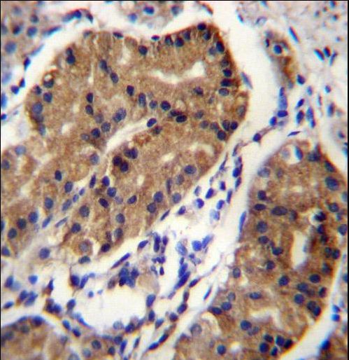 DCC Antibody immunohistochemistry of formalin-fixed and paraffin-embedded human stomach tissue followed by peroxidase-conjugated secondary antibody and DAB staining.