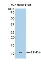 Western blot of recombinant DCD / Dermcidin.