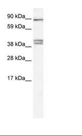 Kidney Lysate