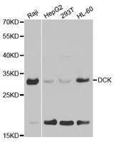 Western blot analysis of extracts of various cell lines, using DCK antibody.