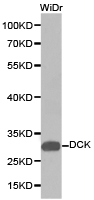 Western blot of extracts of WiDr cell lines, using DCK antibody.