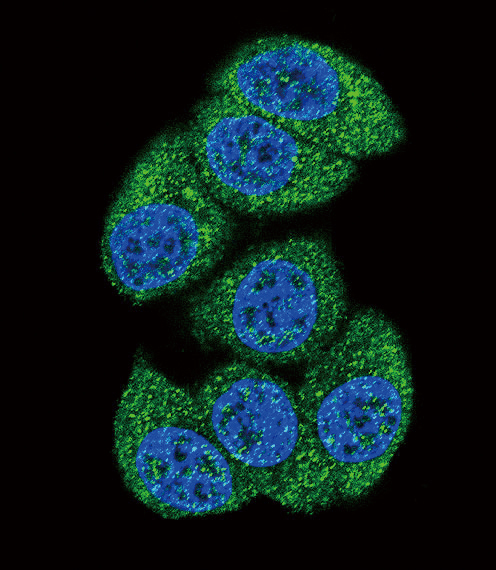 Confocal immunofluorescent of DCK Antibody with HeLa cell followed by Alexa Fluor 488-conjugated goat anti-rabbit lgG (green). DAPI was used to stain the cell nuclear (blue).