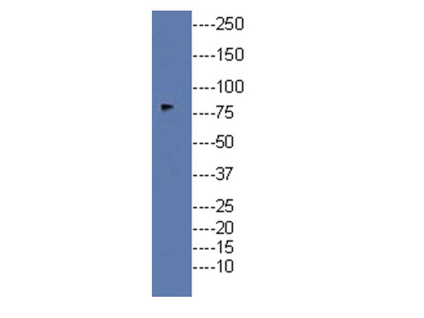 WB: 1-5 g/mL on rat brain lysate.