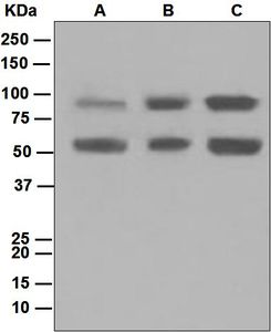 Western blot analysis on (A) fetal lung, (B) NIH/3T3, and (C) SH-SY5Y lysates using anti-DCAMKL1 antibody.