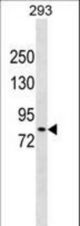 DCLK2 Antibody western blot of 293 cell line lysates (35 ug/lane). The DCLK2 antibody detected the DCLK2 protein (arrow).
