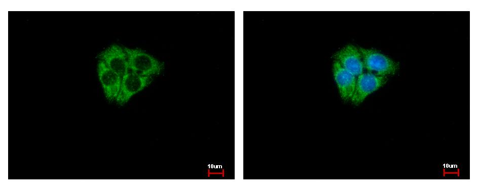 DCAMKL2 antibody [N2C2], Internal detects DCAMKL2 protein at Cytoplasm by immunofluorescent analysis. HepG2 cells were fixed in -20 100% MeOH for 5 min. DCAMKL2 protein stained by DCAMKL2 antibody [N2C2], Internal diluted at 1:500. 