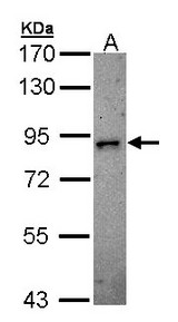 Sample (30 ug of whole cell lysate). A: H1299. 7.5% SDS PAGE. DCLK2 antibody diluted at 1:500