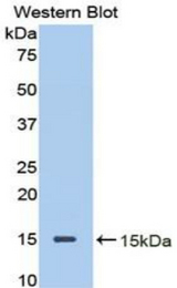 Western blot of recombinant DCN / Decorin.