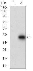 Western blot using DCN monoclonal antibody against HEK293 (1) and DCN (AA: 263-324)-hIgGFc transfected HEK293 (2) cell lysate.