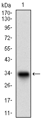Western blot using DCN monoclonal antibody against human DCN recombinant protein. (Expected MW is 32.5 kDa)