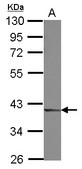 Sample (30 ug of whole cell lysate) A: A549 10% SDS PAGE DCPS antibody diluted at 1:3000