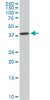 DCPS monoclonal antibody (M02), clone 1G4. Western blot of DCPS expression in PC-12.