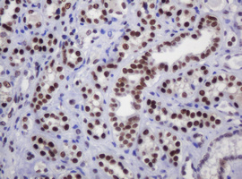 IHC of paraffin-embedded Human Kidney tissue using anti-DCPS mouse monoclonal antibody.