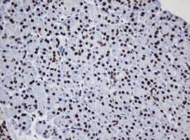 IHC of paraffin-embedded Human pancreas tissue using anti-DCPS mouse monoclonal antibody.