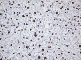 IHC of paraffin-embedded Human liver tissue using anti-DCPS mouse monoclonal antibody.