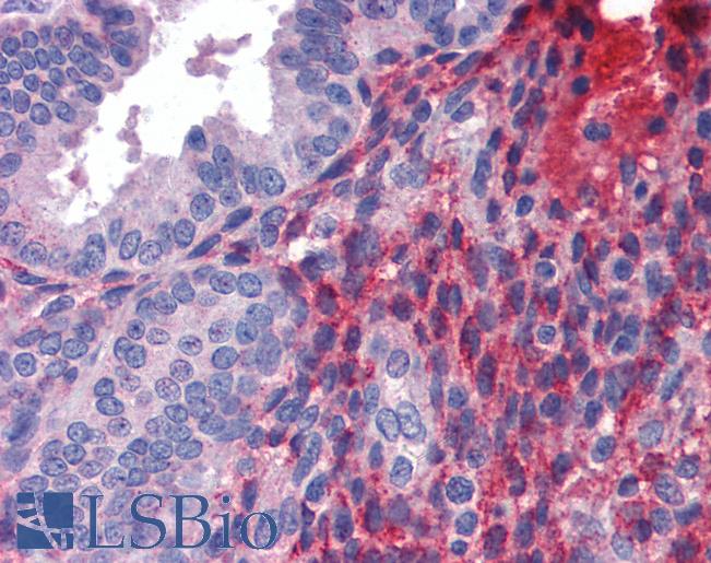 Anti-DCST1 antibody IHC of human uterus. Immunohistochemistry of formalin-fixed, paraffin-embedded tissue after heat-induced antigen retrieval. Antibody LS-B3553 concentration 5 ug/ml.
