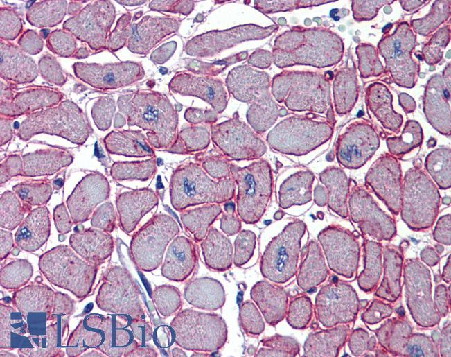 Anti-DCST1 antibody IHC of human heart. Immunohistochemistry of formalin-fixed, paraffin-embedded tissue after heat-induced antigen retrieval. Antibody LS-B3553 concentration 5 ug/ml.