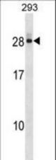DCTD Antibody western blot of 293 cell line lysates (35 ug/lane). The DCTD antibody detected the DCTD protein (arrow).