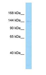 DCTN1 antibody Western Blot of Rat Thymus.