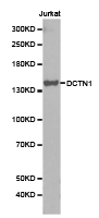 Western blot of extracts of Jurkat cell lines, using DCTN1 antibody.