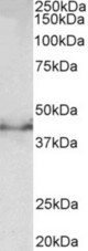 DCX antibody (0.5 ug/ml) staining of Mouse fetal Brain lysate (35 ug protein in RIPA buffer). Primary incubation was 1 hour. Detected by chemiluminescence.
