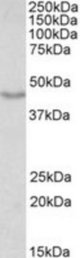 DCX antibody (0.01 ug/ml) staining of Mouse fetal Brain lysate (35 ug protein/ml in RIPA buffer). Primary incubation was 1 hour. Detected by chemiluminescence.
