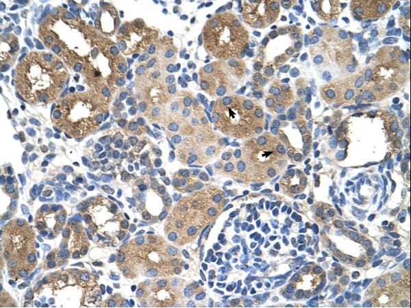 DCXR antibody LS-C40385 was used in IHC to stain formalin-fixed, paraffin-embedded human kidney.