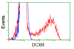 HEK293T cells transfected with either pCMV6-ENTRY DCXR (Red) or empty vector control plasmid (Blue) were immunostained with anti-DCXR mouse monoclonal, and then analyzed by flow cytometry.