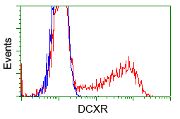 HEK293T cells transfected with either pCMV6-ENTRY DCXR (Red) or empty vector control plasmid (Blue) were immunostained with anti-DCXR mouse monoclonal, and then analyzed by flow cytometry.