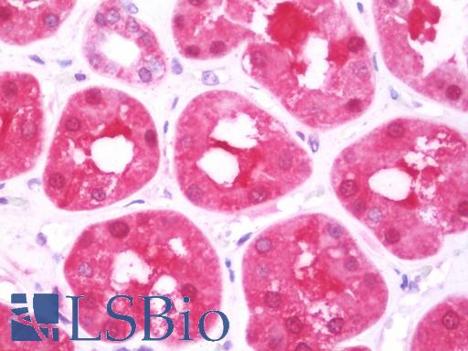 Anti-DCXR antibody IHC staining of human kidney. Immunohistochemistry of formalin-fixed, paraffin-embedded tissue after heat-induced antigen retrieval. Antibody LS-B10774 concentration 7.5 ug/ml.