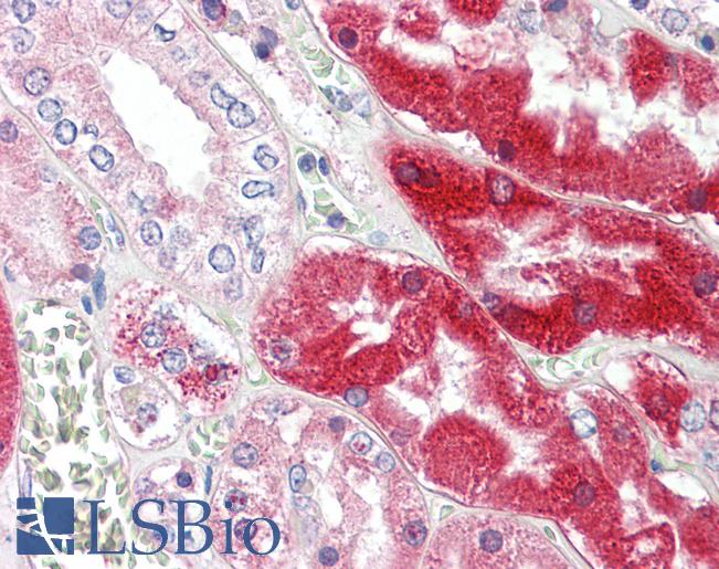 Anti-DCXR antibody IHC staining of human kidney. Immunohistochemistry of formalin-fixed, paraffin-embedded tissue after heat-induced antigen retrieval.