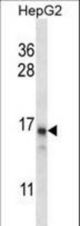 PCIA1 Antibody western blot of HepG2 cell line lysates (35 ug/lane). The PCIA1 antibody detected the PCIA1 protein (arrow).