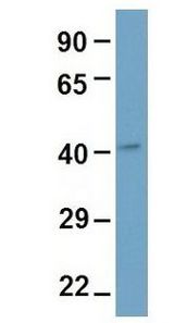 Western Blot of DDB2 antibody. Sample Tissue:Human Fetal Brain. Antibody Dilution: 1.0 ug/ml.