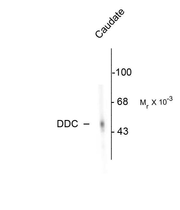Western blot of rat adrenal medulla. As shown in the autoradiograph, the antibody is specific for the ~55k DDC protein.