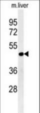 DDI2 Antibody western blot of mouse liver tissue lysates (15 ug/lane). The DDI2 antibody detected DDI2 protein (arrow).