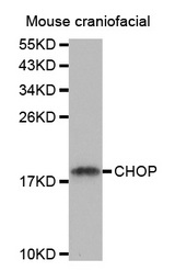 Western blot analysis of extracts from mouse craniofacial tissue, using DDIT3 antibody.