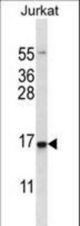 DDIT3 Antibody western blot of Jurkat cell line lysates (35 ug/lane). The DDIT3 antibody detected the DDIT3 protein (arrow).