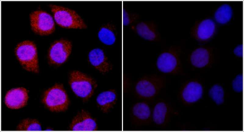 Detection of Human REDD1 by Immunocytochemistry. Sample: NBF-fixed asynchronous HeLa cells. Cobalt treated cells (left) or mock treated cells (right) immunostained for REDD1. Antibody: Affinity purified rabbit anti-REDD1 used at a dilution of 1:100. Detection: Red-fluorescent goat anti-rabbit IgG H&L cross-adsorbed Antibody DyLight594(A120-601D4) used at a dilution of 1:100.