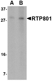 Western blot of RTP801 in 293 cell lysate with RTP801 antibody at (A) 2 and (B) 4 ug/ml.